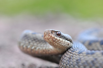 Kreuzotter Vipera berus Schlange