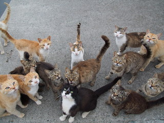 猫いっぱい