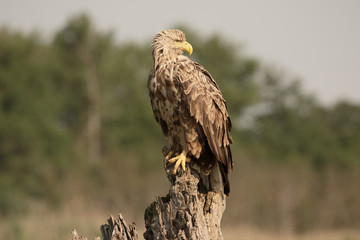 White-tailed sea-eagle, Haliaeetus albicilla