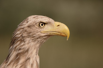 White-tailed sea-eagle, Haliaeetus albicilla
