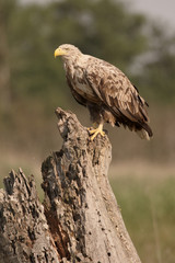White-tailed sea-eagle, Haliaeetus albicilla