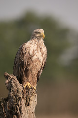 White-tailed sea-eagle, Haliaeetus albicilla