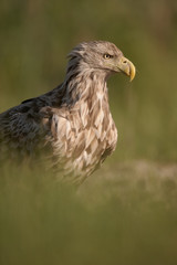 White-tailed sea-eagle, Haliaeetus albicilla