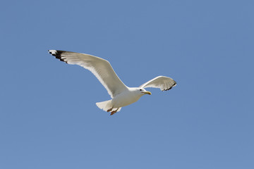 Yellow-legged gull, Larus michahellis