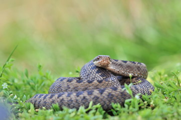 Kreuzotter Vipera berus Schlange