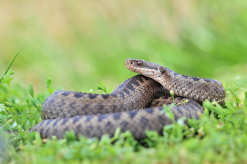 Kreuzotter Vipera berus Schlange