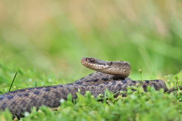 Kreuzotter Vipera berus Schlange