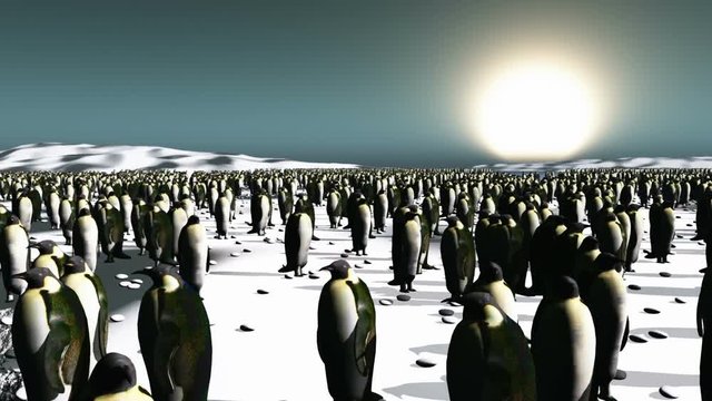 Penguins big colony