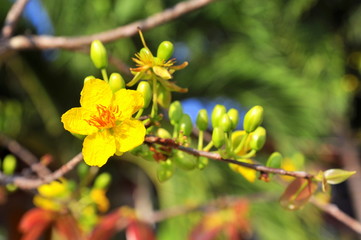 Yellow apricot flower in the spring time