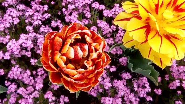Double Late Tulips and Myosotis sylvatica in full bloom