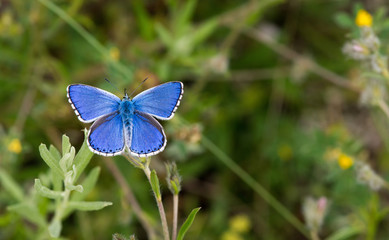 Blue butterfly against green grass - macro
