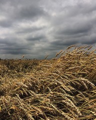 Fototapeta na wymiar wheat field, harvest time