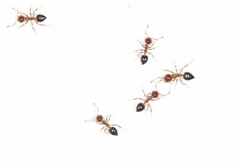 ants on a white wall