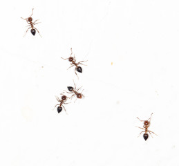 ants on a white wall