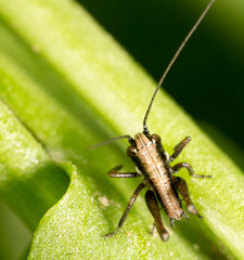Grasshopper on a green leaf. macro