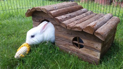 Weißes Zwergkaninchen auf der Wiese im Versteck knabbert an Maiskolben