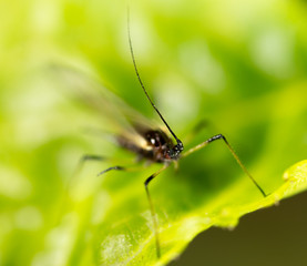 aphids on the plant. macro