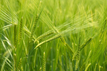 Cereal Plants, Barley, with different focus