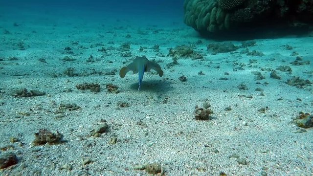 Movie clip of sea fish - Bluespotted stingray - Taeniura lymma - Red sea Egypt 