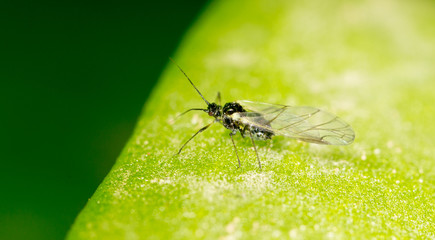 fly on a green leaf. macro