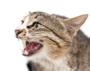 Cat portrait on a white background