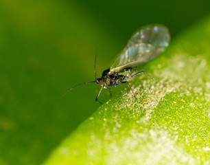 fly on a green leaf. macro