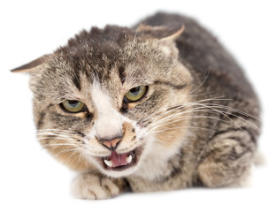 Cat portrait on a white background