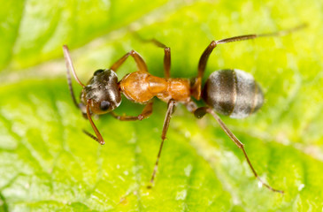 ant on a green leaf. macro