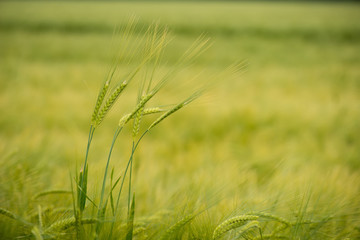 Cereal Plants, Barley, with different focus