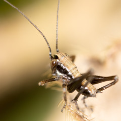 little grasshopper in nature. macro