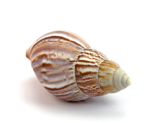 Meeresschnecke, Gehäuse, Schale