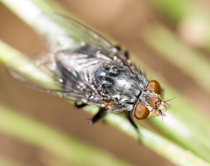 Obraz premium fly in nature. super macro