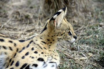 Serval, Hluhluwe, South Africa