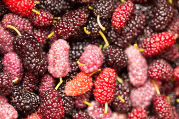 berry mulberry trees as a backdrop. macro
