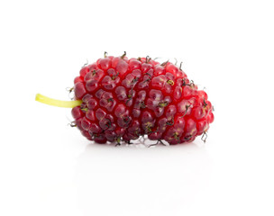 mulberry berry on a white background