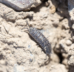 wood louse on dry ground. macro