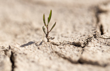 young green sprout in the dry ground