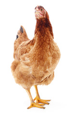 Brown hen isolated.