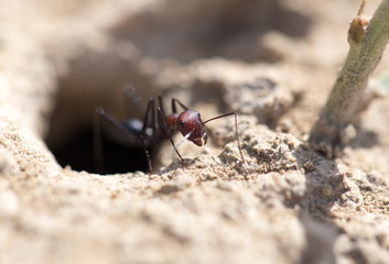 Ant on dry ground. macro