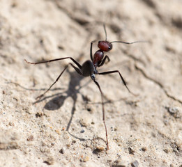 Ant on dry ground. macro
