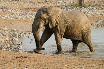 Elephant, Etosha National Park, Namibia