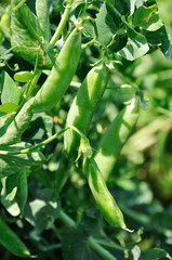 View of maturing pea pods on the stem