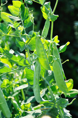 View of semitransparent maturing pea pods on the stem