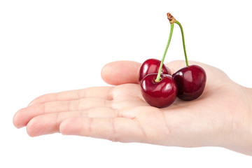 Sweet cherry fruits in female hand.