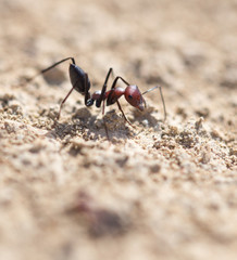 Ant on dry ground. macro