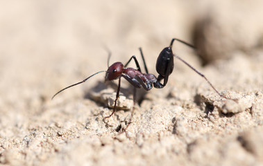 Ant on dry ground. macro