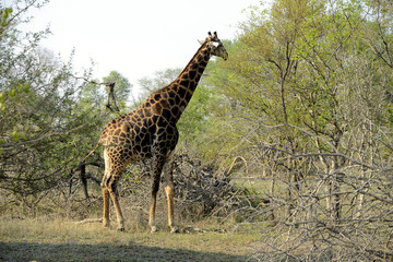 Giraffe, Kruger National Park, South Africa