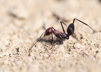 Ant on dry ground. macro