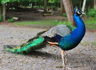 Männlicher Pfau im Tierpark Ludwigshafen