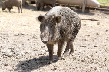 wild boar in a park on the nature